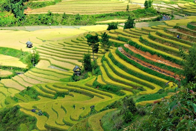 Amazing Rice Terraces in Vietnam