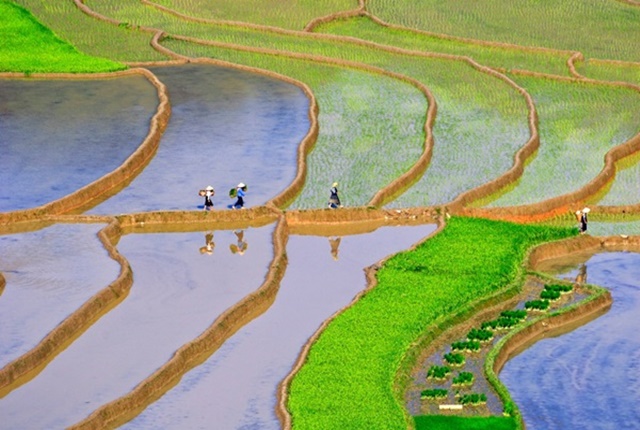 Rice Terraces Mu Cang Chai