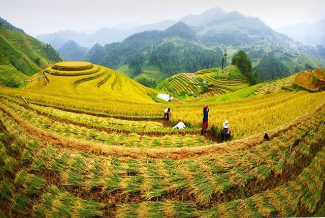 Terraced rice fields-Mu Cang Chai
