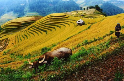 Cat Cat Village - Must-dos in Sapa