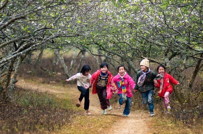 Plum blossoms in Ha Giang