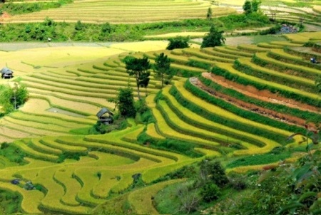 Ha Giang rice terrace