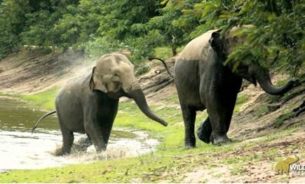 Phnom Tamao Wildlife Rescue Center