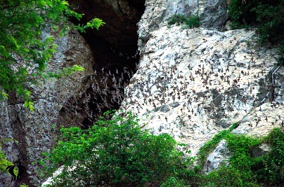 Bat Caves in Battambang