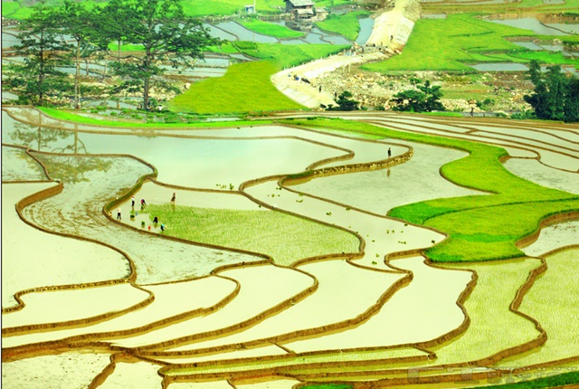 Terrace rices Yen Bai