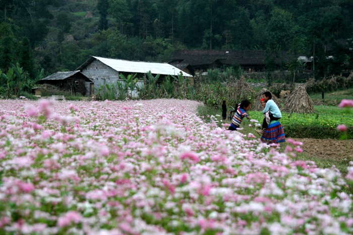 Ha Giang-Buckwheat flower